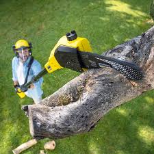 Lawn Pest Prevention in Harrington, DE