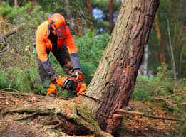 Best Tree and Shrub Care  in Harrington, DE
