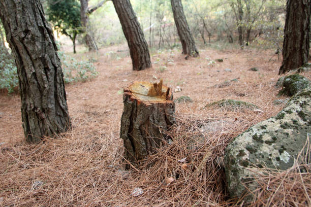  Harrington, DE Tree Care Pros
