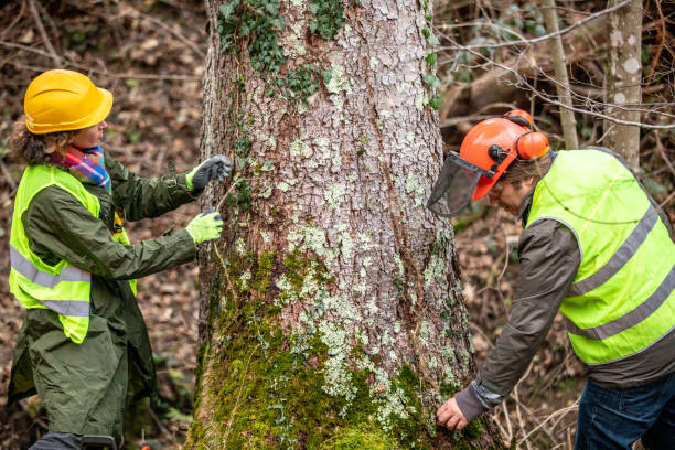 How Our Tree Care Process Works  in  Harrington, DE