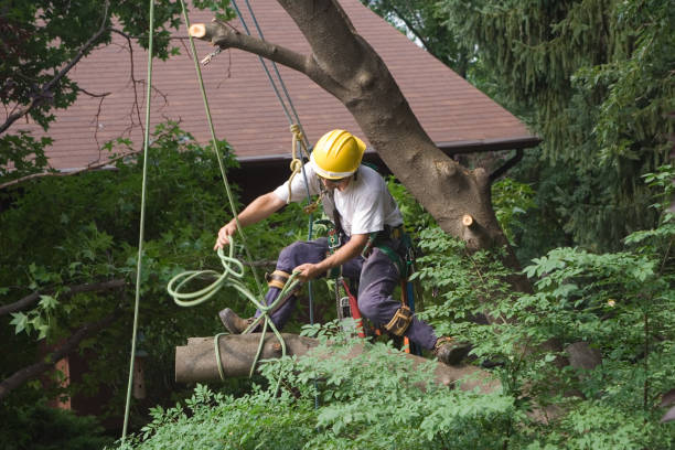 Best Tree Removal  in Harrington, DE
