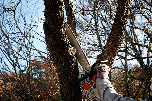Best Emergency Tree Removal  in Harrington, DE