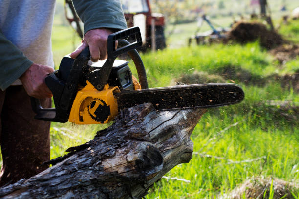 Best Stump Grinding and Removal  in Harrington, DE