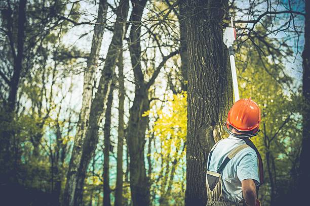 Reliable Harrington, DE Tree Care Solutions