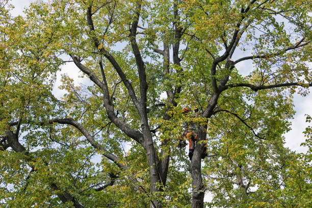 Best Fruit Tree Pruning  in Harrington, DE